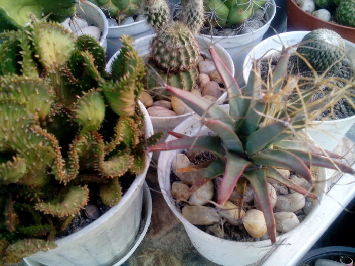 IMG_20160708_164801 - Cactusi si suculente 2016