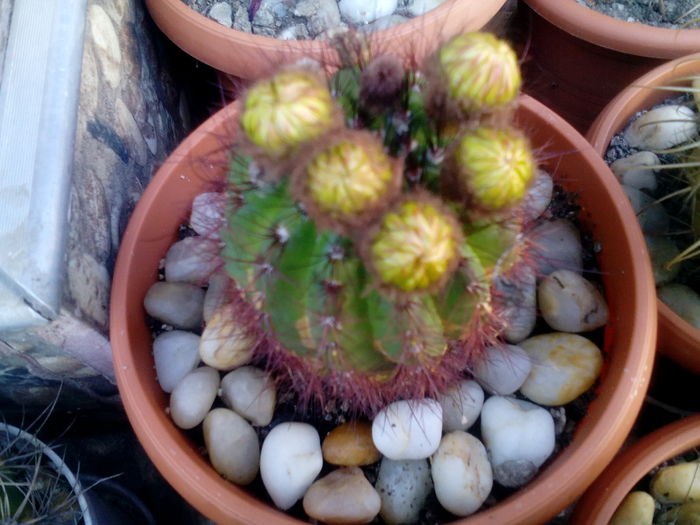 IMG_20160708_164737 - Cactusi si suculente 2016