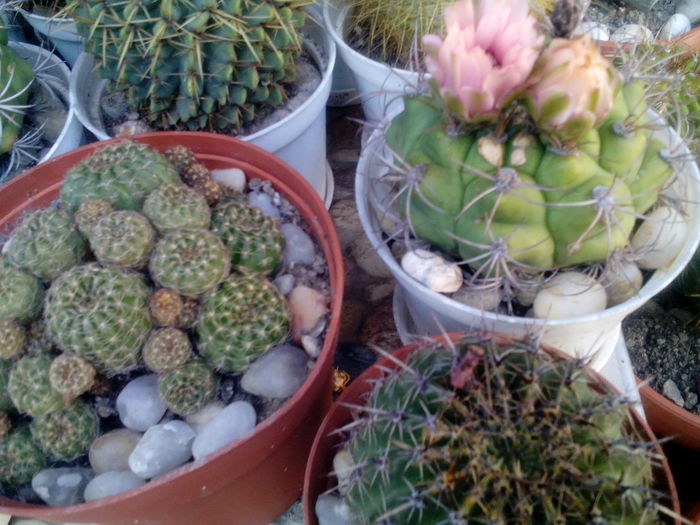 IMG_20160708_164743 - Cactusi si suculente 2016