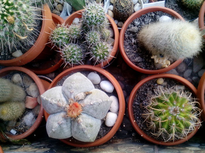 IMG_20160708_164753 - Cactusi si suculente 2016