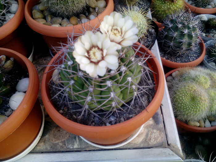 IMG_20160708_164401 - Cactusi si suculente 2016