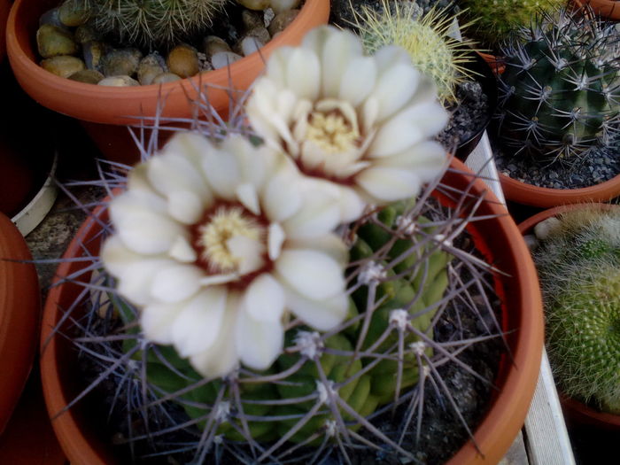 IMG_20160708_164405 - Cactusi si suculente 2016