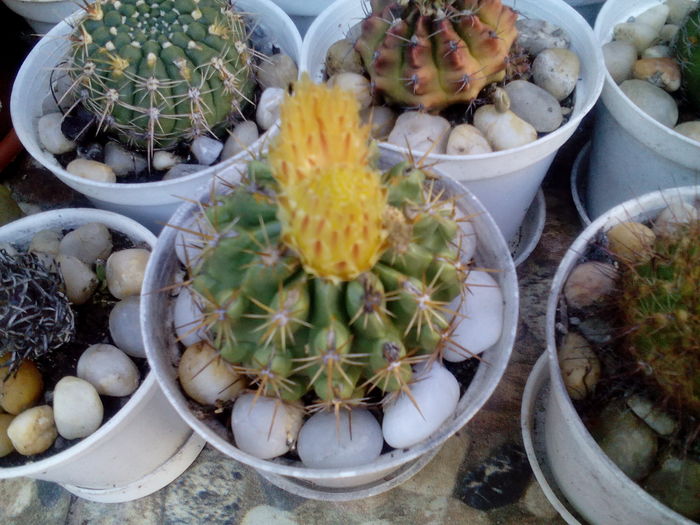 IMG_20160708_164416 - Cactusi si suculente 2016