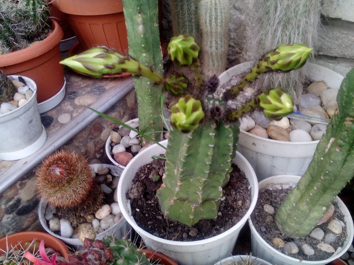IMG_20160705_200616 - Cactusi si suculente 2016
