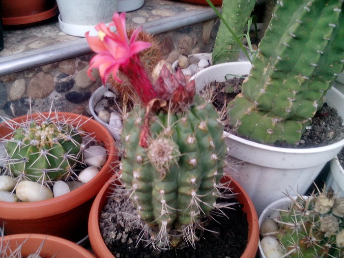 IMG_20160705_200627 - Cactusi si suculente 2016