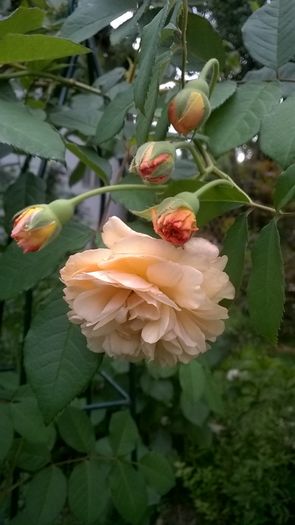 WP_20160715_024 - Buff Beauty