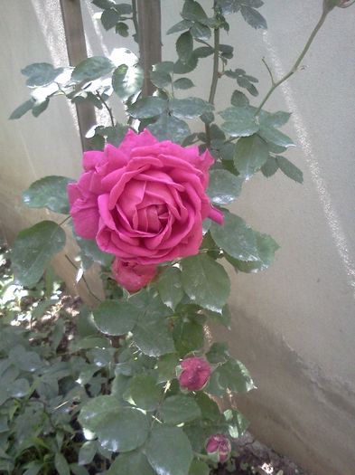 roz seducator - Trandafiri 2016