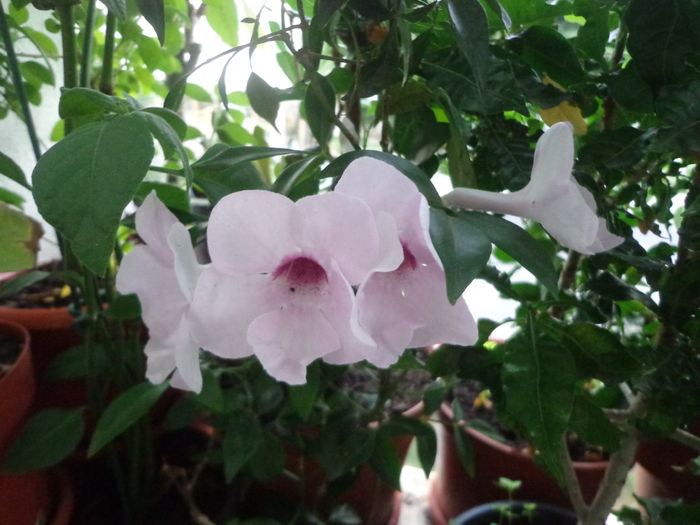 Pandorea jasminoides - De argint