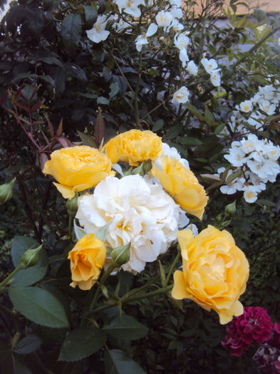 Julia Child; All-America de Rose Selection, Statele Unite ale Americii (2006)

Trandafirul anului 2010, Royal Natinal Rose Sosiety (RNRS), Regatul Unit al Marii Britanii (2010)
