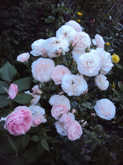 DSC05502 - Gartentraume