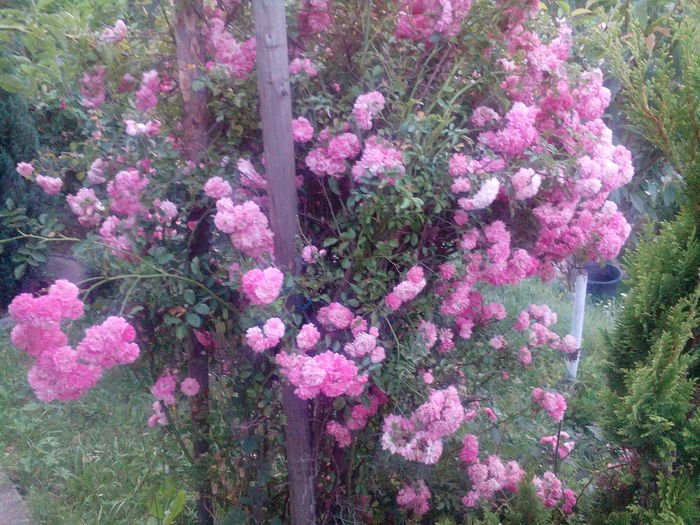 IMG_20160714_205236 - Trandafiri 2016