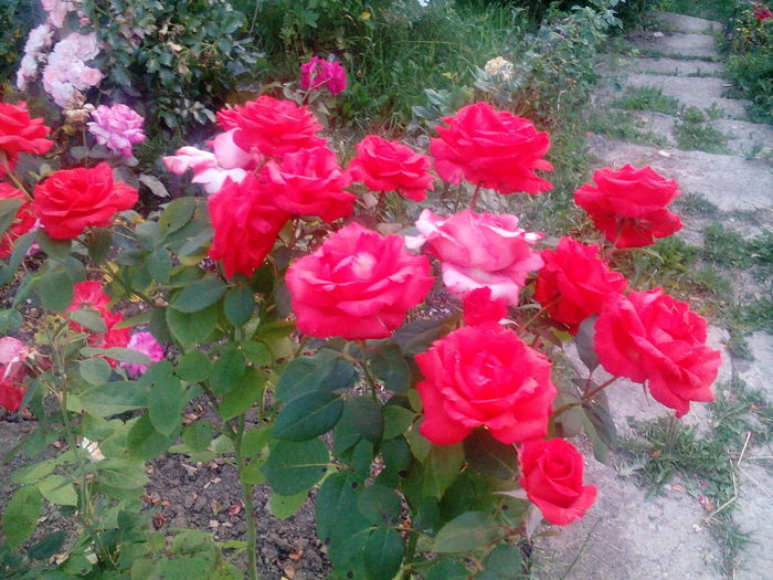 IMG_20160714_205130 - Trandafiri 2016