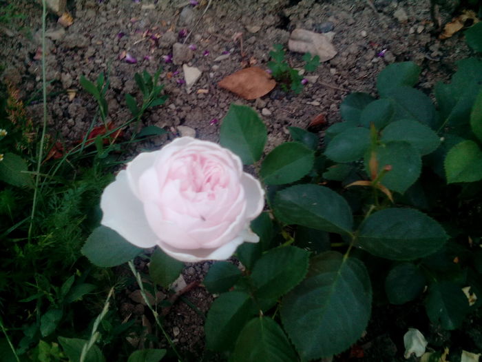 IMG_20160714_205022 - Trandafiri 2016