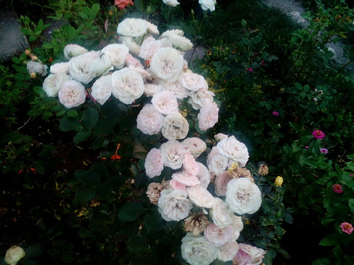 IMG_20160714_204936 - Trandafiri 2016