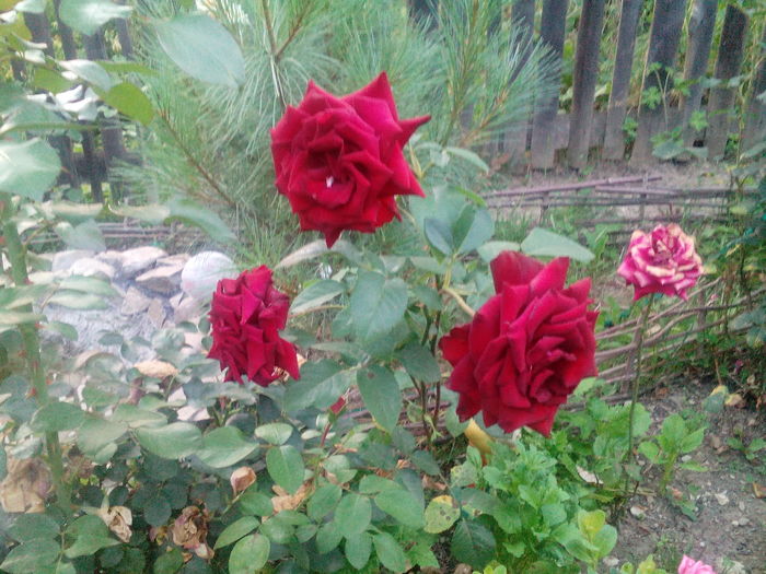 IMG_20160714_204857 - Trandafiri 2016