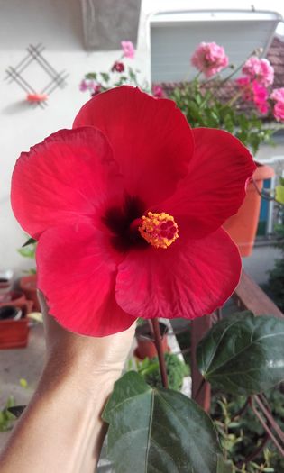 20160717_081029 - trandafirii chinezesti-hibiscus rosa sinensis