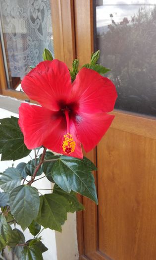 20160717_100658 - trandafirii chinezesti-hibiscus rosa sinensis