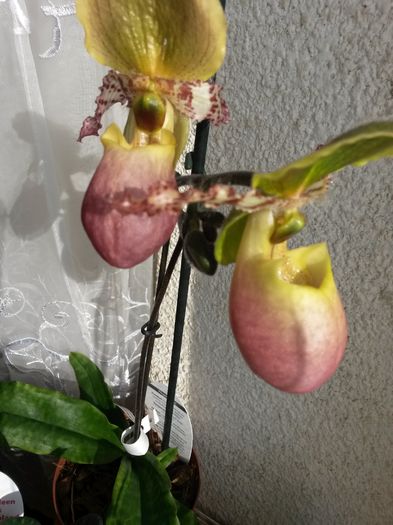 paphio pinocchio 2016.07.14 2