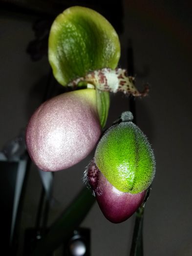 paphio pinocchio 2016.07.01 1