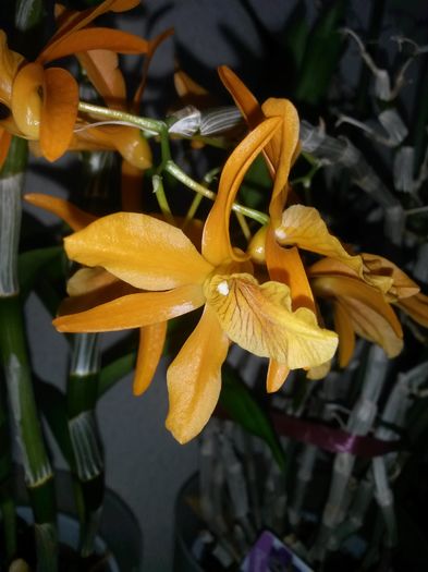 dendro n firebird 2016.06.17 1