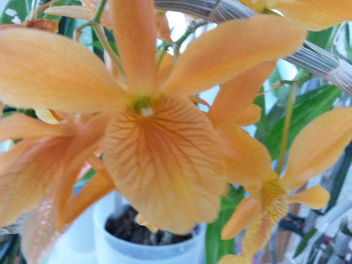 dendro n firebird 2016.07.01