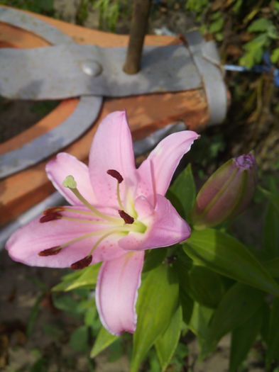 IMG_20160717_100844 - Crini 2016