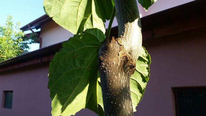 20160714_074751 - Paulownia Anul-2