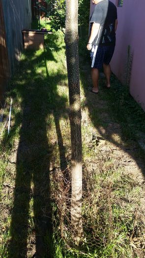 20160714_074816; Paulownia Tomentosa
