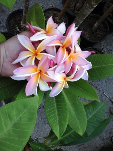 20160710_200404 - Plumeria impletita