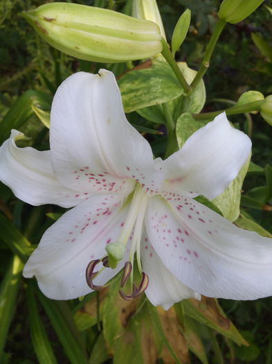 IMG_20160717_101342 - Crini 2016