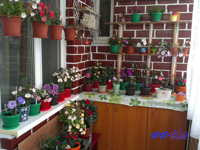 Explozie de culori - 07 Achimenes 2016