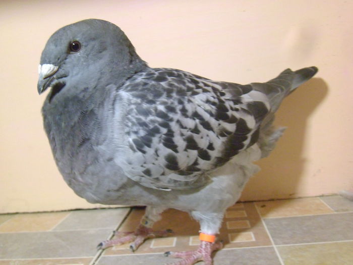 REZERVATA