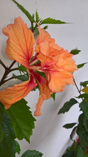 WP_20160717_13_31_10_Pro - Hibiscus El Capitolio Orange