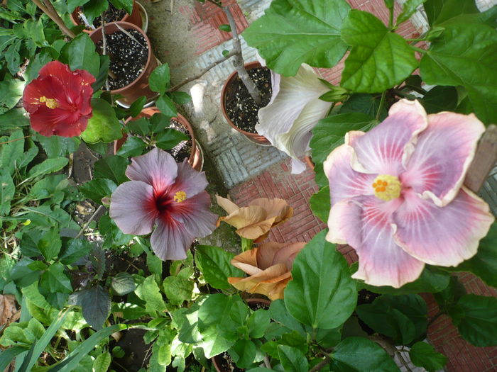 P1280308 - HIBISCUSI 2016-4