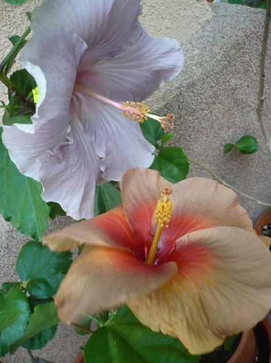 P1280324 - HIBISCUSI 2016-4