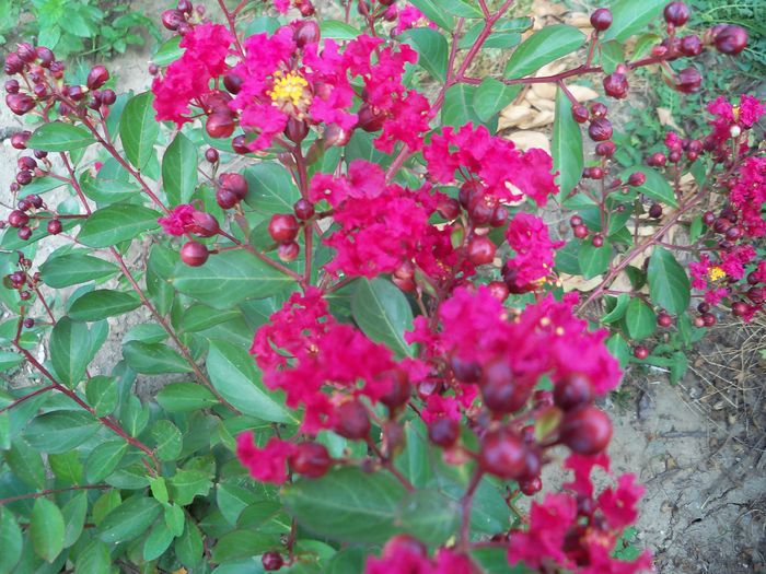 Red Imperator - a Lagerstroemia indica-liliac indian