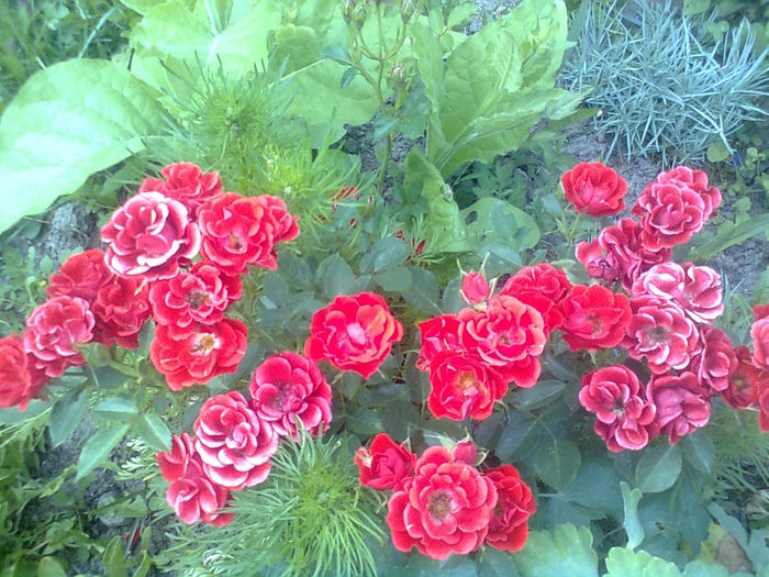  - TRANDAFIRI GRANADA