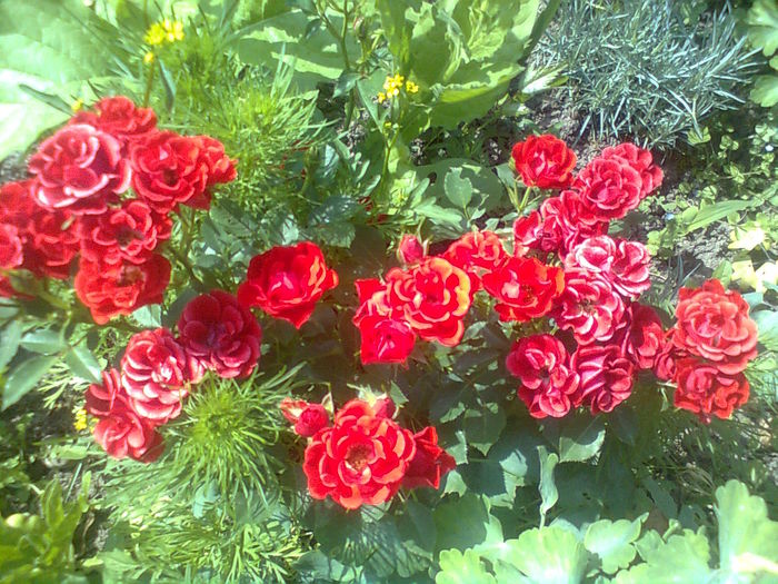  - TRANDAFIRI GRANADA