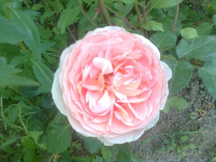 A shropshire lad