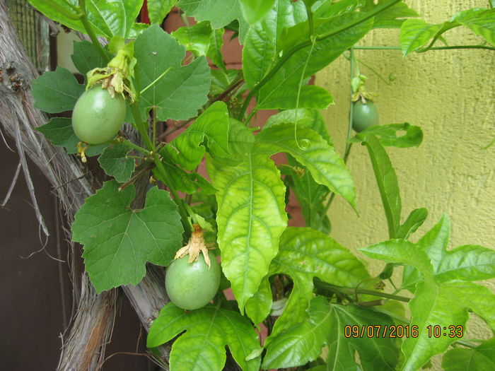 Picture 6678 - Passiflora eludis- Maracuya