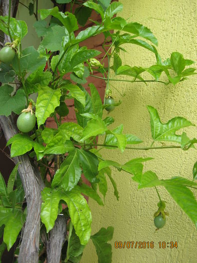 Picture 6679 - Passiflora eludis- Maracuya