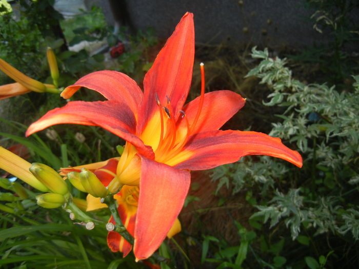 Hemerocallis Red (2016, July 04)