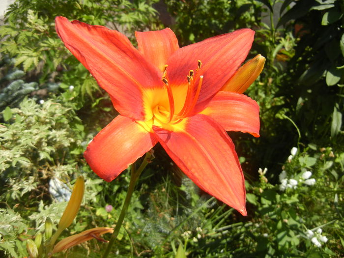 Hemerocallis Red (2016, July 14)