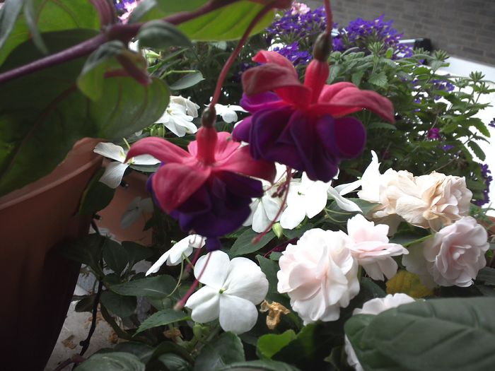 WIN_20160717_133949 - diverse_floricele