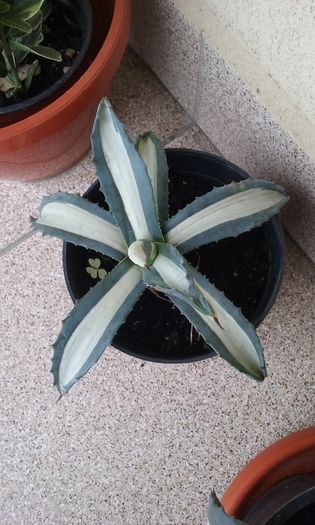 Agava mediopicta alba - Agave