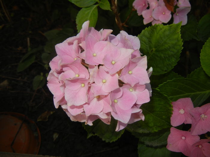 Hydrangea macrophylla (2016, July 02) - HYDRANGEA Hortensia