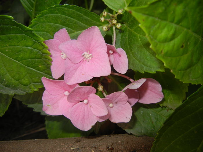 Hydrangea macrophylla (2016, July 02)