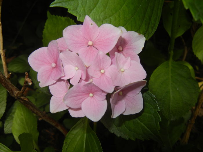 Hydrangea macrophylla (2016, July 03) - HYDRANGEA Hortensia