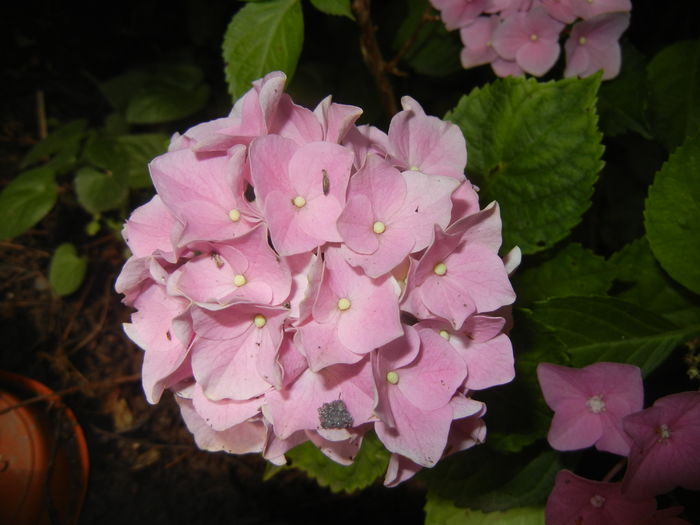 Hydrangea macrophylla (2016, July 03) - HYDRANGEA Hortensia