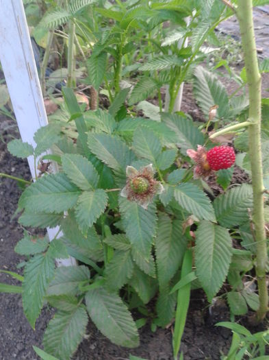 capsun-zmeur pe rod 15lei